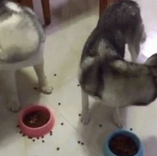 二哈夫妇吃饭竟这样对待狗宝宝，狗宝宝表示很心酸，捡来的吧！