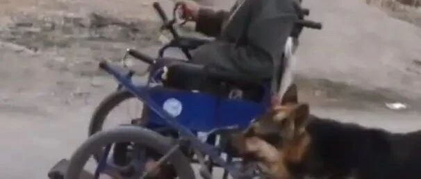 流浪狗被收养后，每天推着轮椅，陪70岁的主人散步