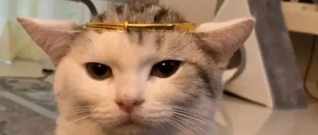 价值3万元的金镯子，给猫咪戴上后，取不下来了！