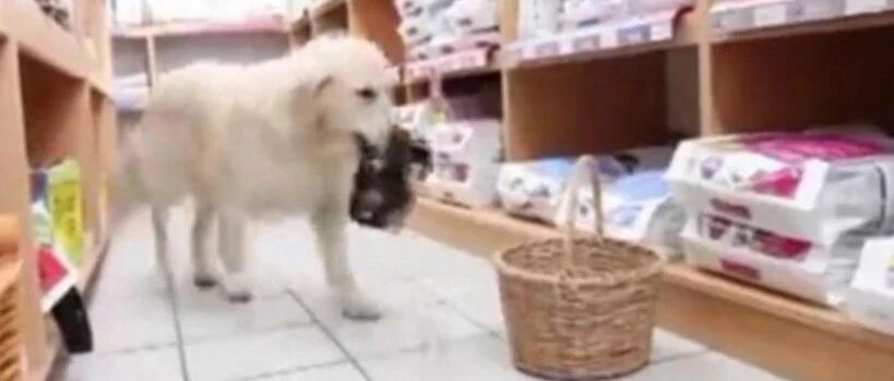 金毛帮铲屎官提篮子，购物结束去收银台结账，众人直呼快成精了
