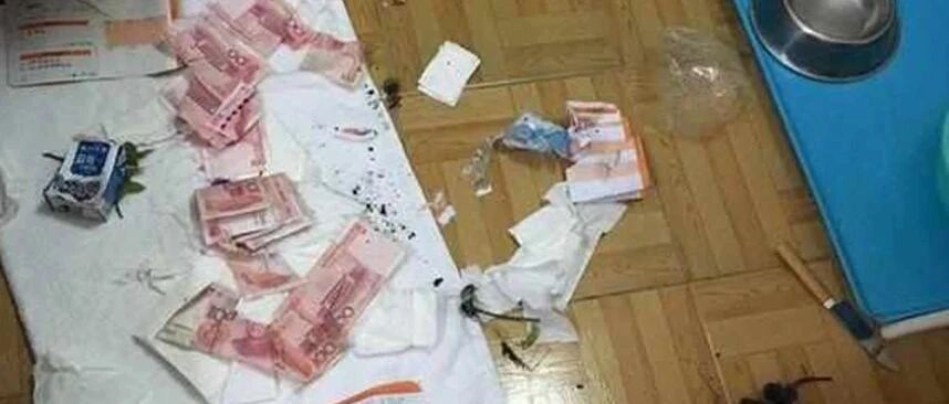 主人买菜回家一片狼藉，萨摩耶竟还不断傻乐，这副嘴脸太欠揍了