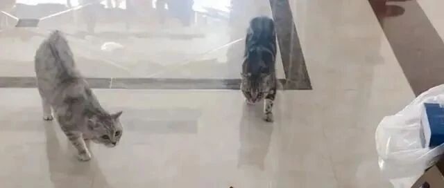 3个关于流浪猫的真实故事，揭开流浪猫的，真实面目！