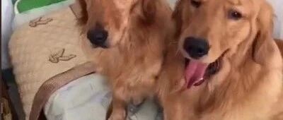两只金毛打架后，被主人卖掉了一只，再次重逢时紧紧依靠超暖心