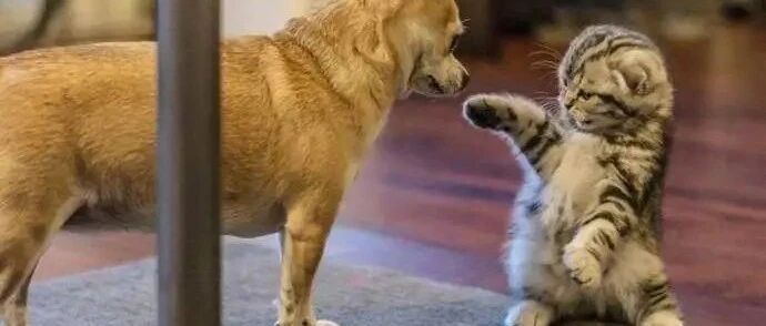 小奶猫初次见狗狗，还挺有性格，凶的很，网友：小暴脾气！