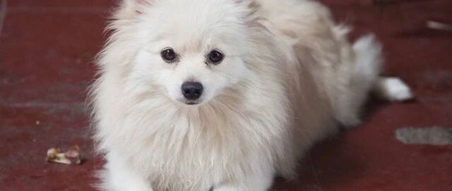 感动！狗狗多次冲入洪水中救娃，它们都被宠物店收留了