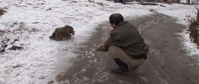 主人去世四年，狗子依然坚守空屋，拒绝接受别人的收养