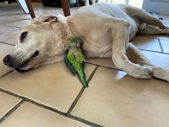 小鸚鵡從窩裡掉下來，摔成雙腿癱瘓，卻被一條狗拯救了鳥生 寵物 第6張