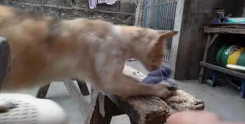 主人给鹦鹉拍照,猫咪偷袭抢走鹦鹉,主人扔手机救鸟!-微信头条网 主人给鹦鹉拍照,猫咪偷袭抢走鹦鹉,主人扔手机救鸟!