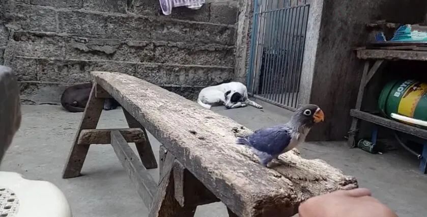 主人给鹦鹉拍照,猫咪偷袭抢走鹦鹉,主人扔手机救鸟!-微信头条网 主人给鹦鹉拍照,猫咪偷袭抢走鹦鹉,主人扔手机救鸟!