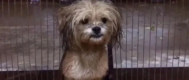 暴雨，流浪狗上门躲雨，怕被驱赶，它一直在冲人类笑！