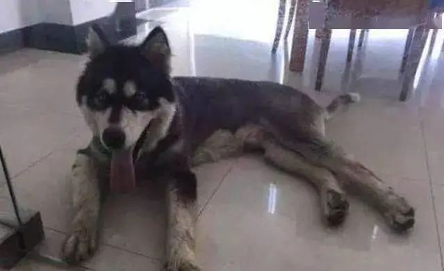 哈士奇农村被中华田园犬“欺负”生下狗子颜值爆表!-微信头条网 哈士奇农村被中华田园犬“欺负”生下狗子颜值爆表!