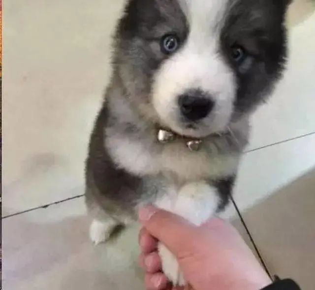哈士奇农村被中华田园犬“欺负”生下狗子颜值爆表!-微信头条网 哈士奇农村被中华田园犬“欺负”生下狗子颜值爆表!
