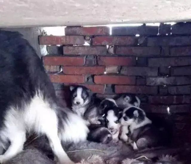 哈士奇农村被中华田园犬“欺负”生下狗子颜值爆表!-微信头条网 哈士奇农村被中华田园犬“欺负”生下狗子颜值爆表!