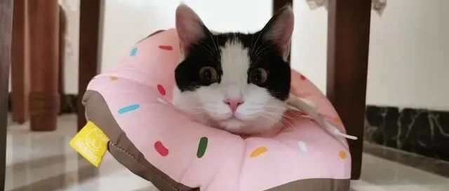 论长相，我只服奶牛猫，美起来堪比布偶，丑起来不忍直视