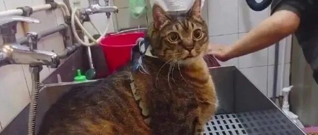 中国人养猫，和国外人养猫的区别，这区别让人惭愧！