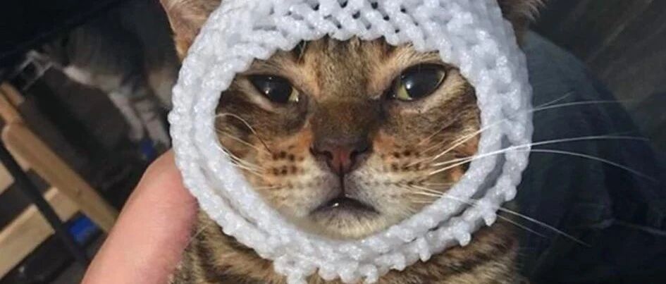 铲屎官脑洞大开，竟如此“恶搞”自家猫咪，喵星人：猫生无望