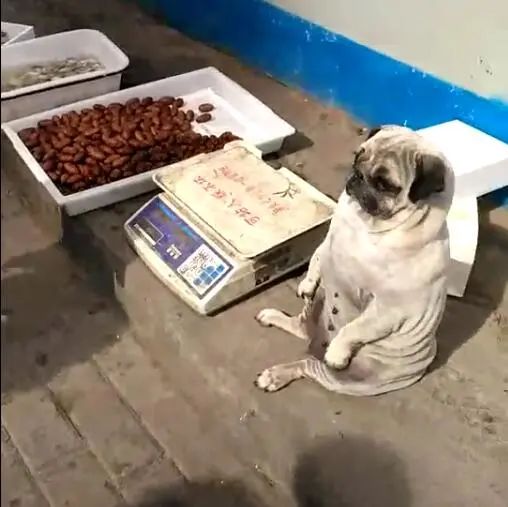 狗狗帮主人看摊卖东西,这种坐姿,吸引很多生意!-微信头条网 狗狗帮主人看摊卖东西,这种坐姿,吸引很多生意!