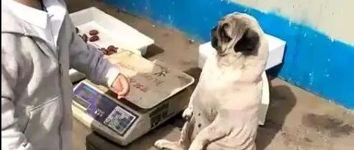 狗狗帮主人看摊卖东西，这种坐姿，吸引很多生意！