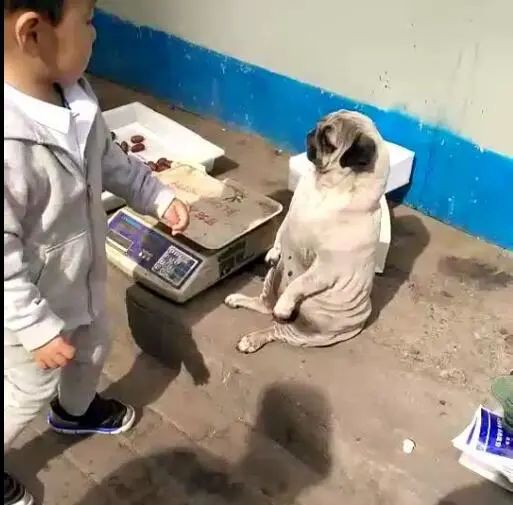 狗狗帮主人看摊卖东西,这种坐姿,吸引很多生意!-微信头条网 狗狗帮主人看摊卖东西,这种坐姿,吸引很多生意!