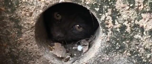 小流浪猫被卡下水管，进退两难，但它那求生的眼神，太震撼人心