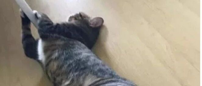 铲屎官想给爱猫洗澡，喵星人竟然这样抗拒，主人看了连连大笑