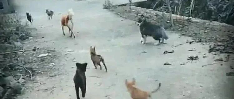 阿拉斯加回到农村后, 村里土狗全都绕道而行, 知道原因主人笑喷