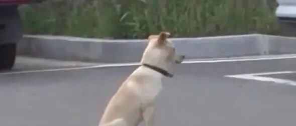 狗狗走失后，流浪在外遭人“打骂”，找到家后不敢靠近主人