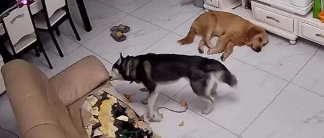 哈士奇拆家，把77岁奶奶气进了医院，主人：去年才装修好