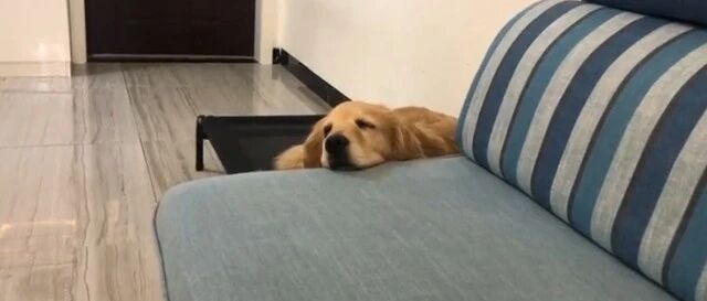 救了一只金毛，细心照顾大半年，狗狗刚康复，原主人找来了！