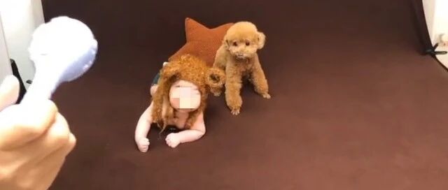 养了9年的泰迪，在跟小主人合影时，突然张口咬向了小主人！