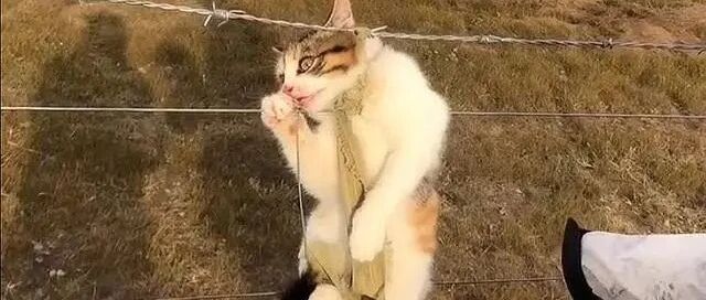 无人区出现家猫，还被困在防护网上，它为什么会出现在无人区？