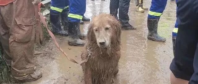 还记得搜救犬图图吗？退休后，这货居然成了小区大明星