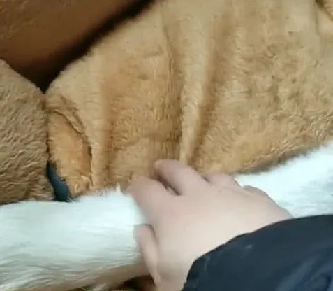 女子发现哈士奇最近躲在狗窝里不出来,细看之后不淡定了-微信头条网 女子发现哈士奇最近躲在狗窝里不出来,细看之后不淡定了
