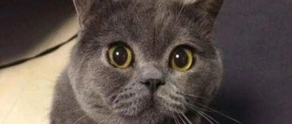 蓝猫生下四只小猫，憨态可掬竟如此不同，网友看了瞬间被萌倒