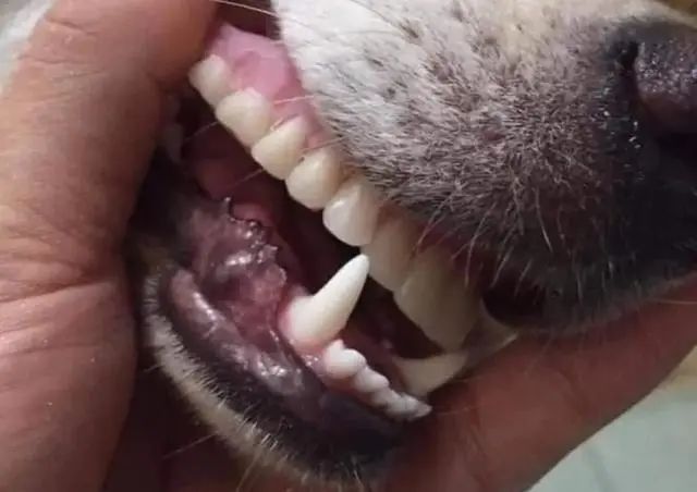 奶奶找了半天假牙，卻發現在狗狗嘴裡，您別說，狗子戴上還真像人 寵物 第3張
