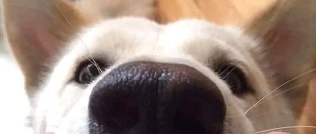 奶奶找了半天假牙，却发现在狗狗嘴里，您别说，狗子戴上还真像人