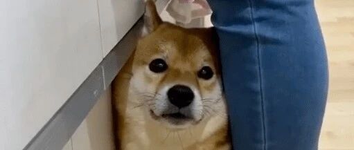主人嫌弃自家柴犬太粘人，网友们却都酸了！