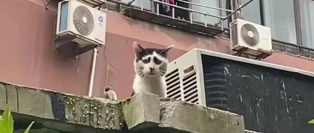 一只靠“长相”爆火的流浪猫，大家原本不相信，一看照片全笑翻