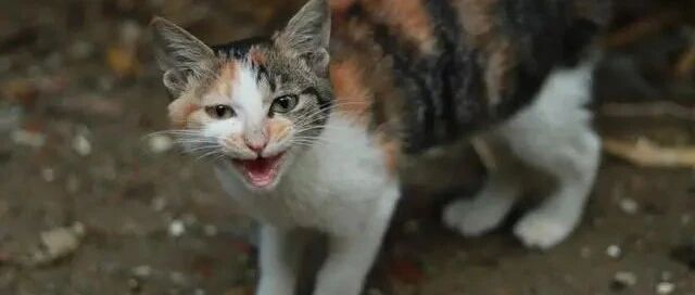 流浪猫妈妈，自己骨瘦如柴，却把讨来的食物让给孩子，母爱太伟大