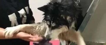 二哈不想洗澡，使出最后一招，二哈：再逼我洗澡，我就死给你看！