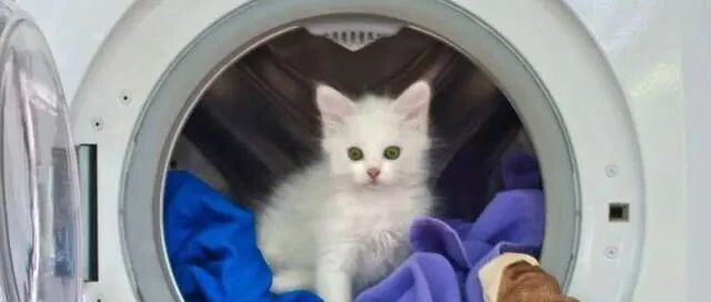 洗衣机把2个月的猫咪，当衣服洗了，还甩干了！