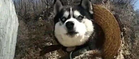 寄养在爷爷家的哈士奇，第一天就把西瓜给糟蹋了，还要铁锅炖自己