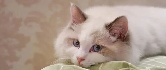 捡到一只布偶猫，主人来要时，我没给！