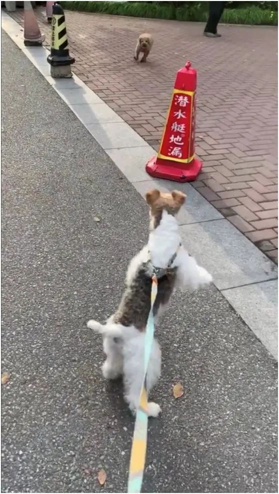 帶狗散步路遇泰迪，劍拔弩張一刻，狗繩松了，氣氛陷入僵持 寵物 第4張