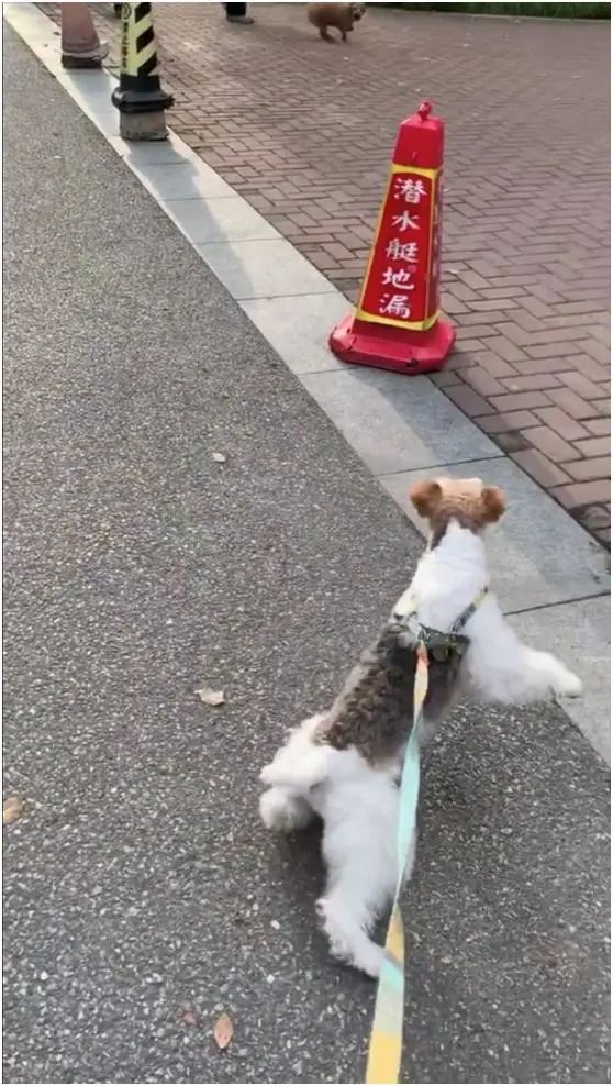 帶狗散步路遇泰迪，劍拔弩張一刻，狗繩松了，氣氛陷入僵持 寵物 第3張