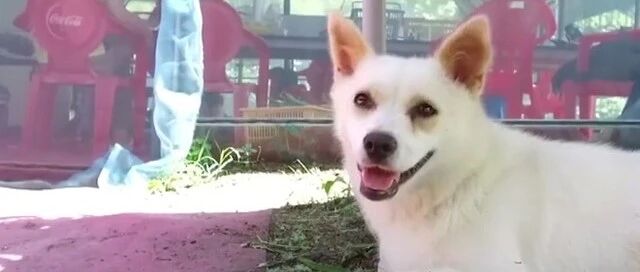 狗狗坚持“追随”陌生人，只因陌生叔叔的车引擎声与前主人很像