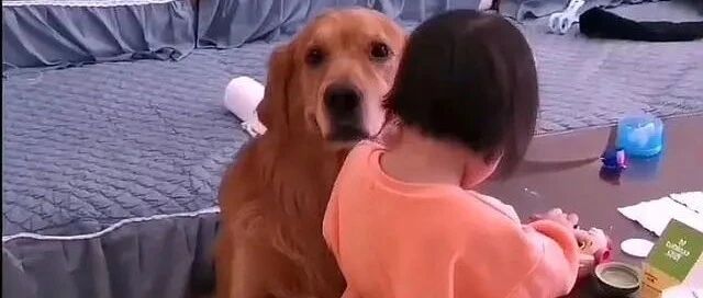 铲屎官教育孩子，狗狗以身相护，狗子：要打打我！