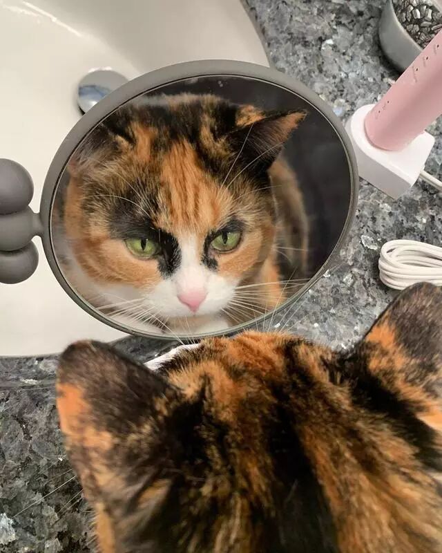 三花猫天生一对粗眉毛 看一眼笑半天 如花 是你吗 二货萌宠屋 微信公众号文章阅读 Wemp