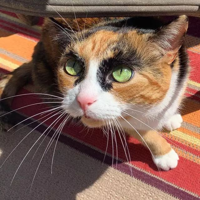 三花猫天生一对粗眉毛 看一眼笑半天 如花 是你吗 萌宠 训练养宠技巧 宠物用品 微信头条新闻公众号文章收集网