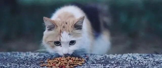 流浪猫妈妈收到鸡腿，它舍不得吃，拼命爬高喂孩子，场面让人动容